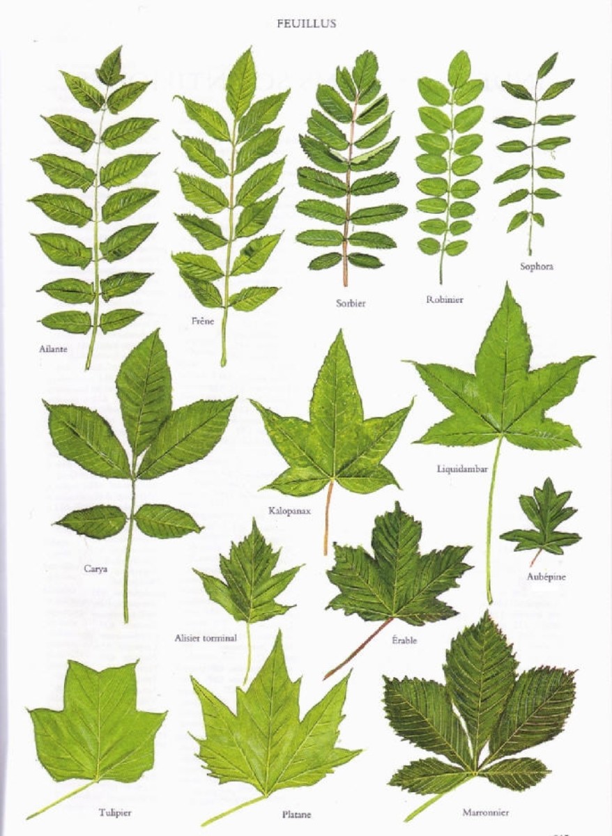 Quelques feuilles d'arbres…  Feuille arbre, Reconnaitre les