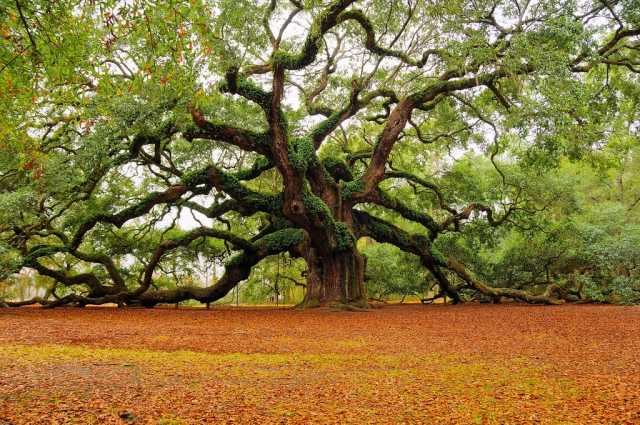 Angel oak - South Carolina