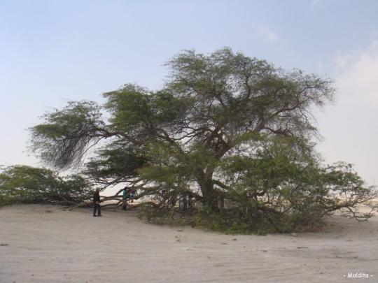 L’Arbre de Vie – شجرة الحياة‎  (Bahreïn) 4